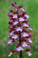 /album/galerie-de-photos-orchidees/orchis-pourpre-orchis-purpurea-2009-05-14-jpg1/